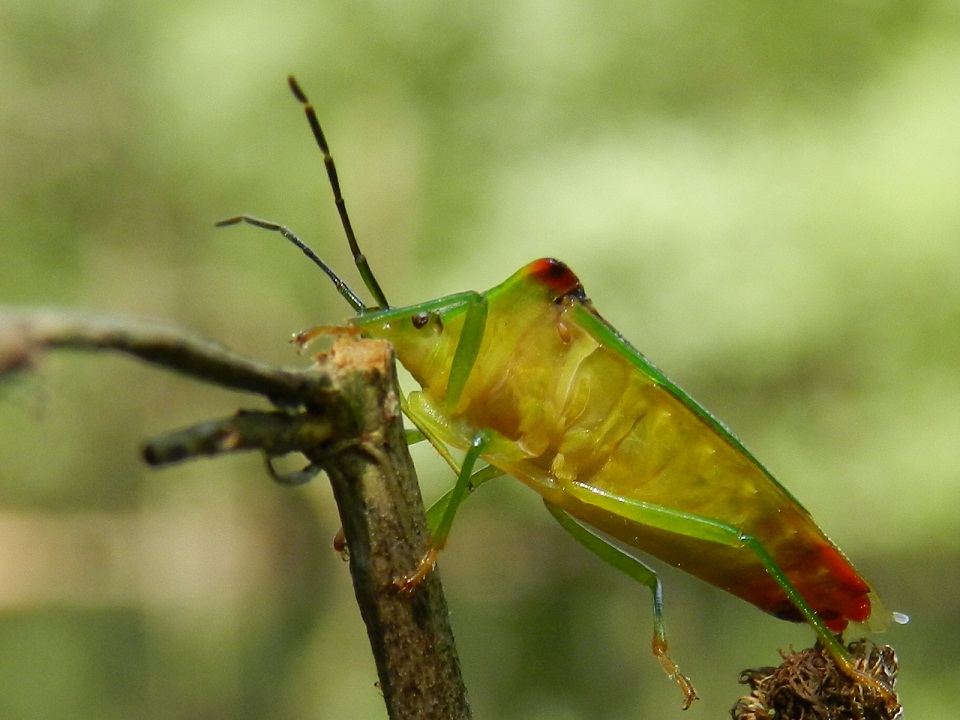 Acanthosoma haemorrhoidale dalla Valganna(VA)